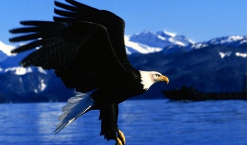 20090817185723010_Eagle Alaska